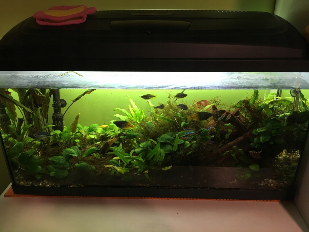 Akwarium 100l filtr zew. Rybki, roślinki korzenie