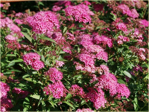 krzewy Tawuła Bumalda Spiraea bumalda