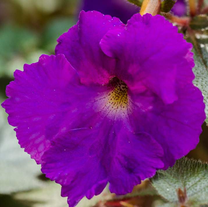 Achimenes PURPLE KING - 1 kłącze     fiołek