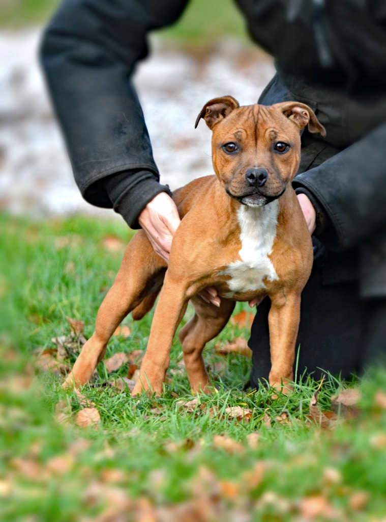 Staffordshire bull terrier, staffik, ZKwP/ FCI