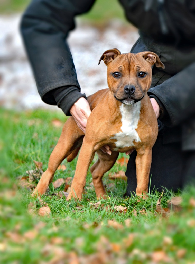 Staffordshire bull terrier, staffik, ZKwP/ FCI ...