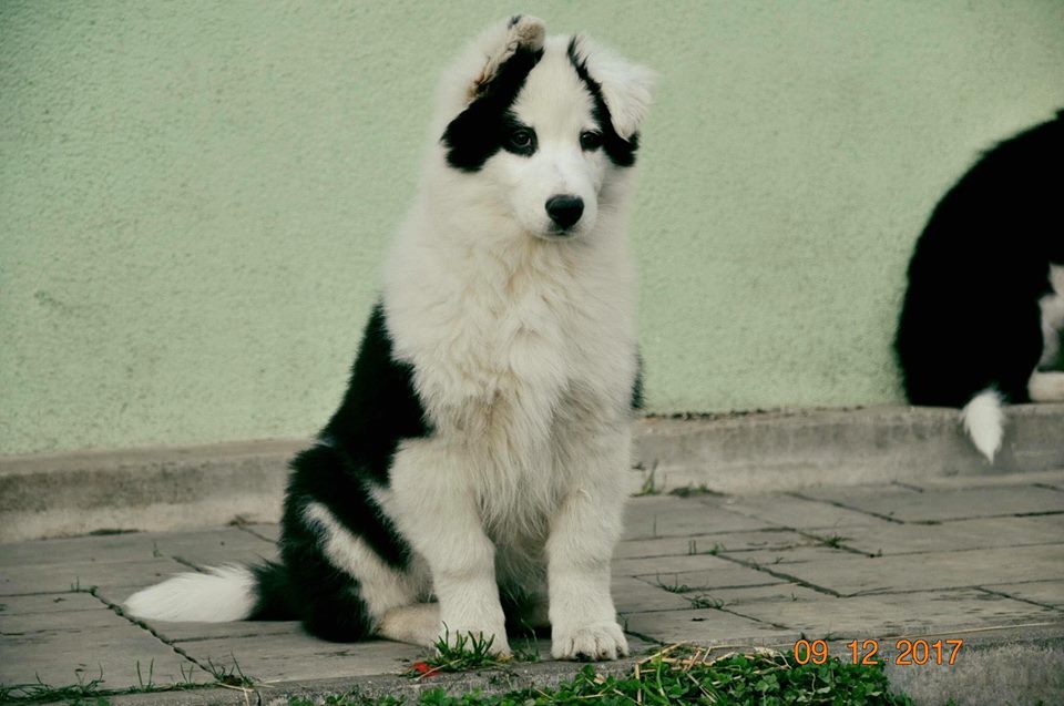 Łajka jakucka, nie samoyed, nie husky