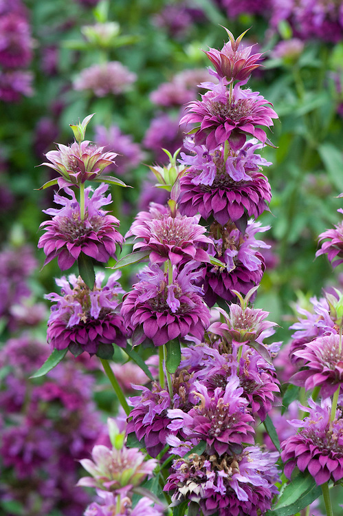 Pysznogłowka Monarda hybrida Bergamo P8