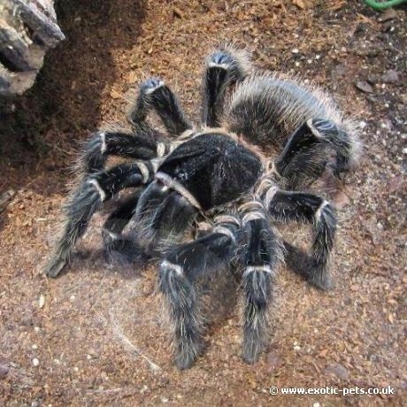 Lasiodora parahybana L2/3 ptasznik olbrzymi