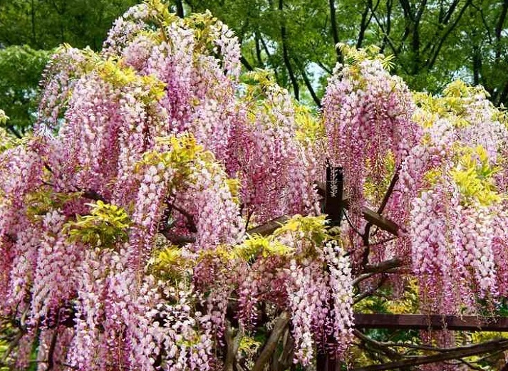 GLICYNIA CHIŃSKA RÓŻOWA (WISTERIA PINK) 1 NASIONO