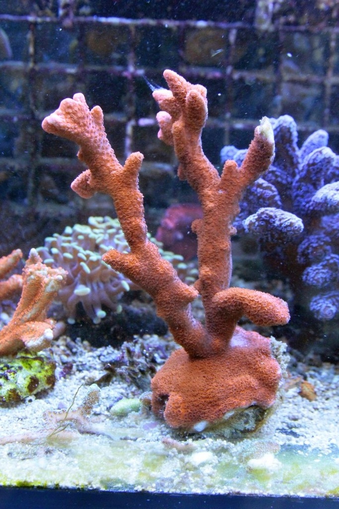 Montipora Digitata czerwona Koralowiec Koral
