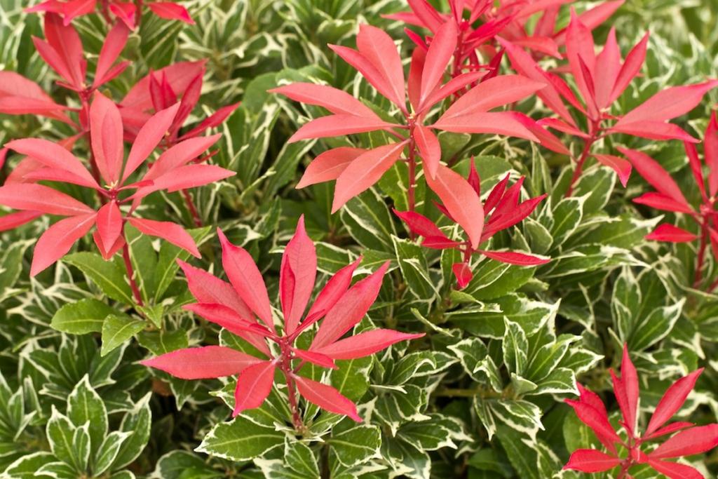 Pieris japoński Variegata