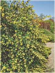 krzewy Berberys Juliany Berberis julianae