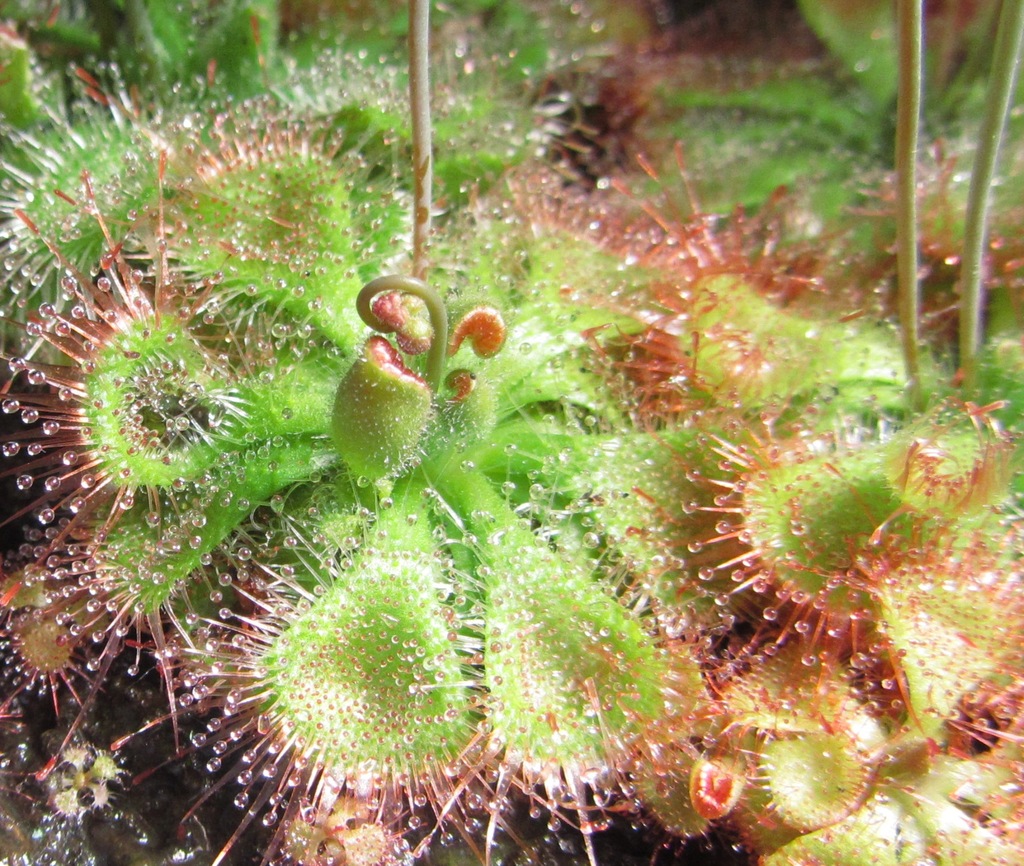 Rosiczka Burmanna drosera burmannii