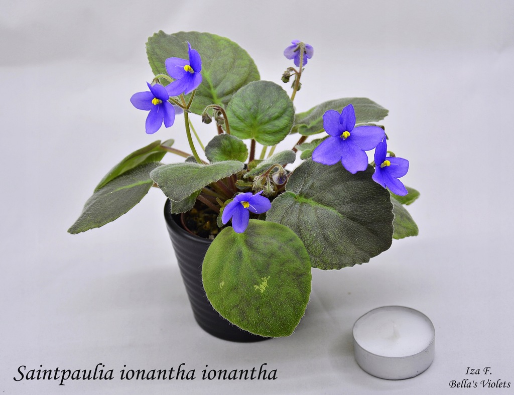 Fiołek afrykański botaniczny Saintpaulia ionantha