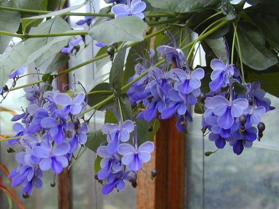 Clerodendrum ugandense - sadzonki