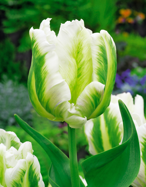 TULIPAN MADONNA !!! NAJTANIEJ!!!