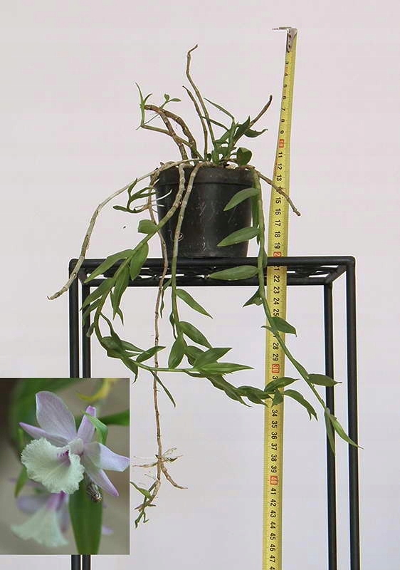 Storczyk/orchidea - Dendrobium aphyllum