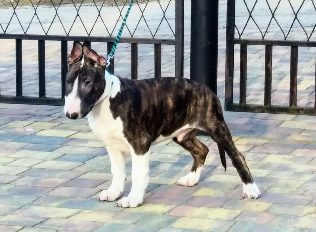Bullterrier, Bulterier Standard,Po Interchampiona!
