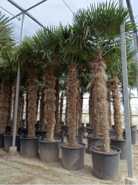 PIEŃ 300-320 cm PALMA MROZOODPORNA TRACHYCARPUS