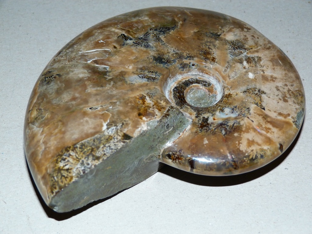 Amonit-madagaskar-duży 11cm