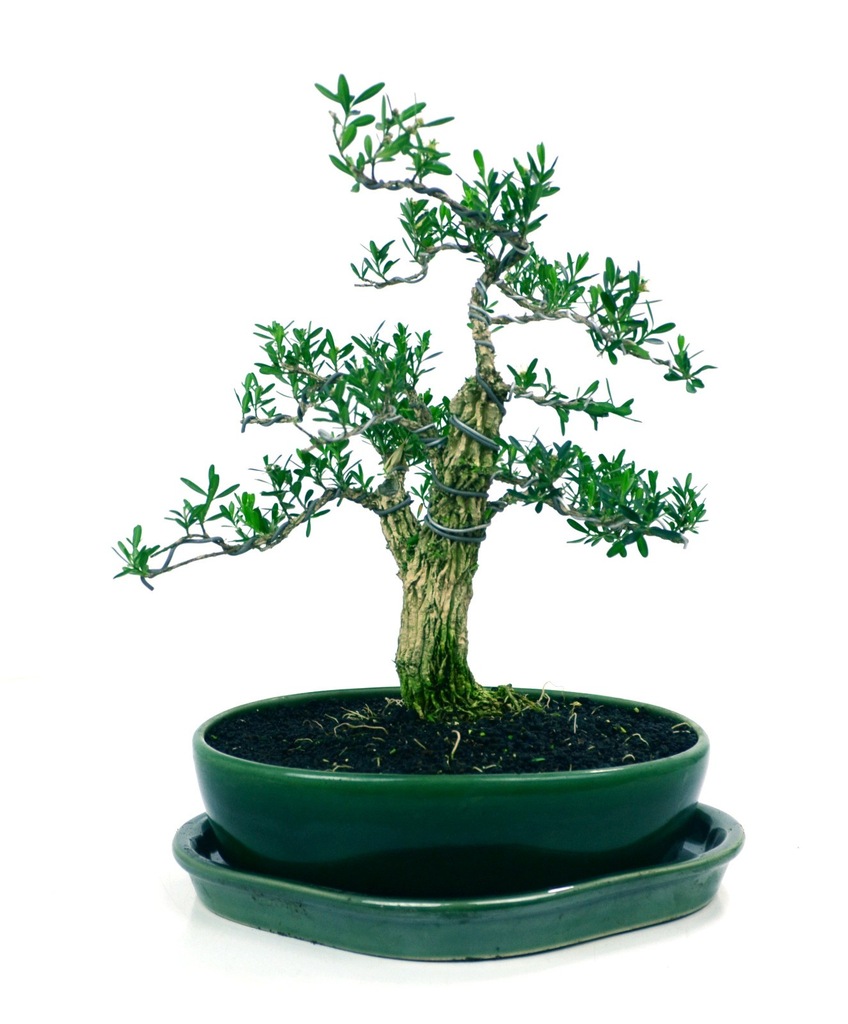 Bukszpan Harlandii - bonsai domowy