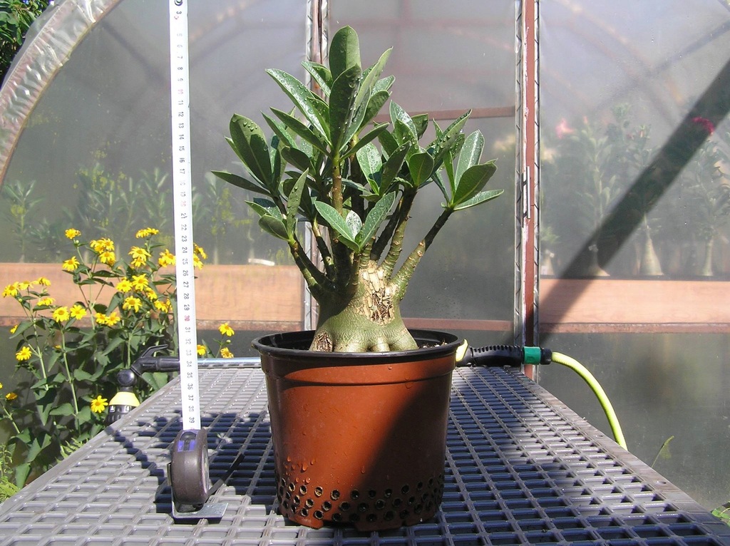 Adenium arabicum YLB ('Yak Lop Buri')