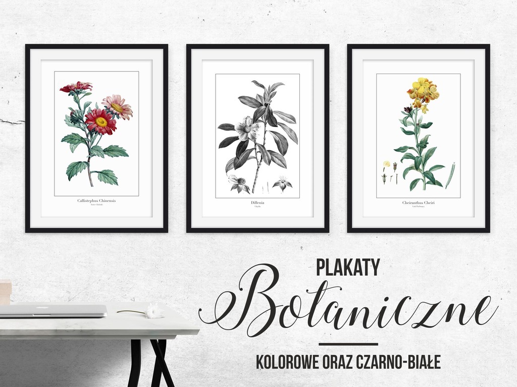 Plakat botaniczny roślinny vintage czarno biały A4