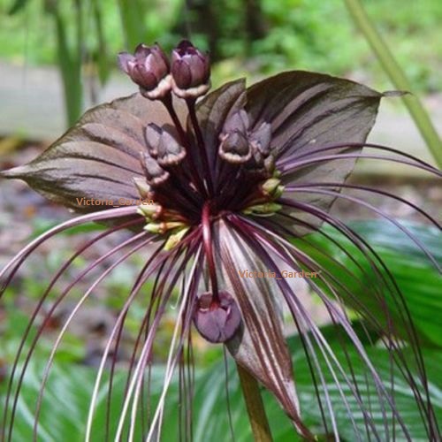 CZARNY TYGRYS STORCZYK ORCHIDEA 10 szt nr 64