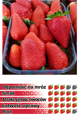 SADZONKI TRUSKAWEK SIBILLA - 10 szt. (SZKÓŁKA)