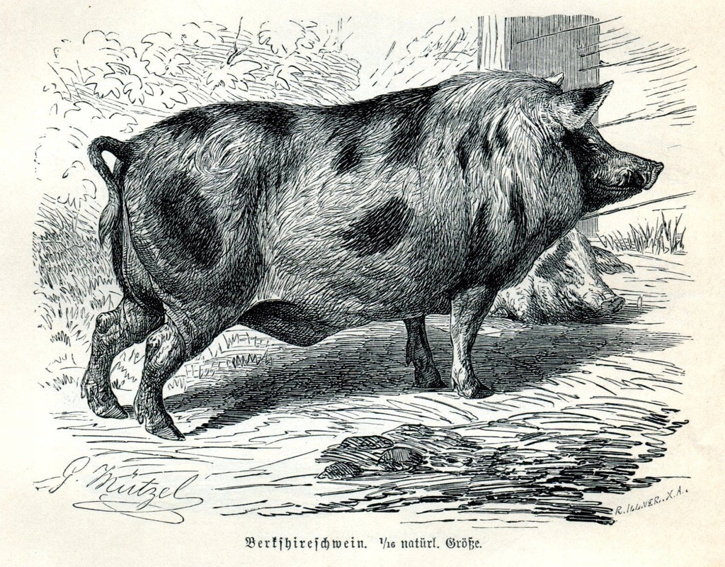 Stara Rycina Zwierzęta ŚWINIA Berkszyry 1893