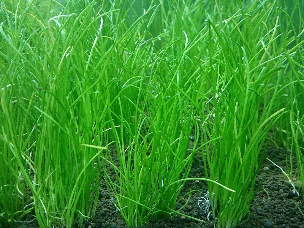 LILAEOPSIS NEW ZEALAND - hodowla podwodna