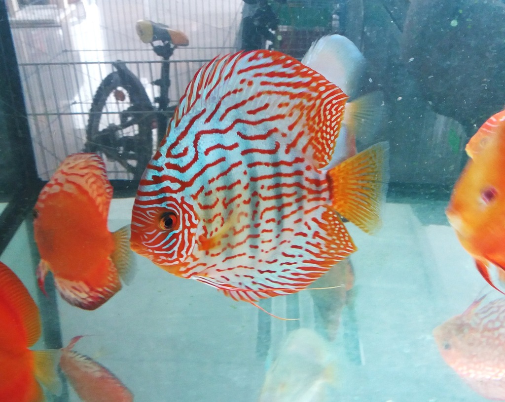 PALETKA paletki dyskowce 16-20cm XXL Adamiak-ZOO