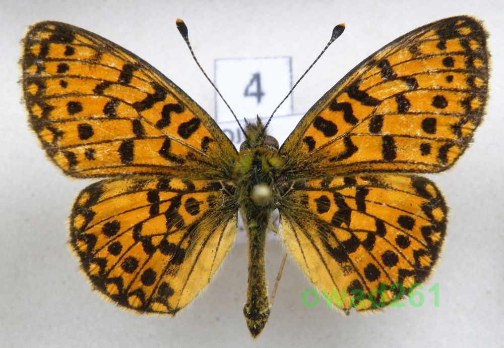 Boloria selene Dostojka selene4