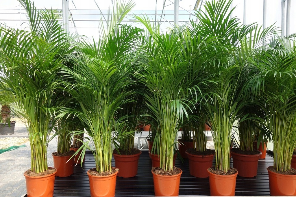 WYPRZEDAŻ PALMA AREKA ARECA POKOJOWA 140-160 cm