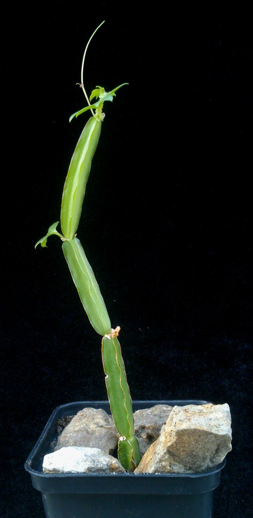 Cissus quadrangularis asthisamharaka ajurweda
