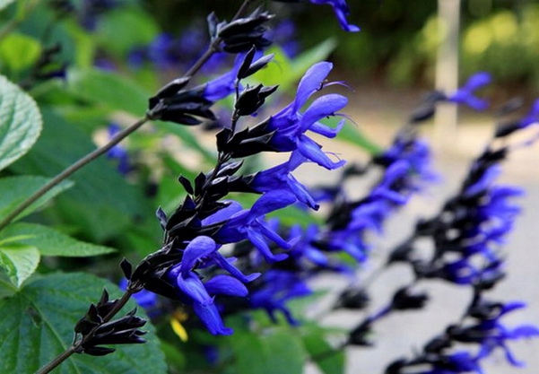 Szałwia drzewiasta Black and Blue 1l