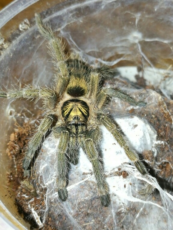 Neoholothele incei L5 Holothele - TerraVlog