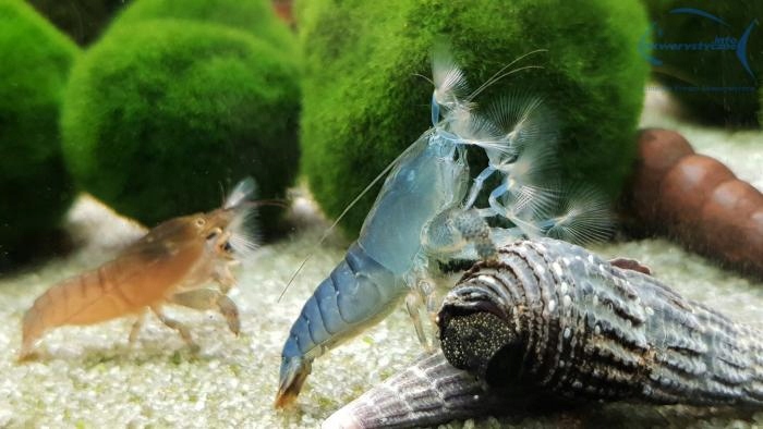 Atya gabonensis - Krewetka filtrująca gabońska