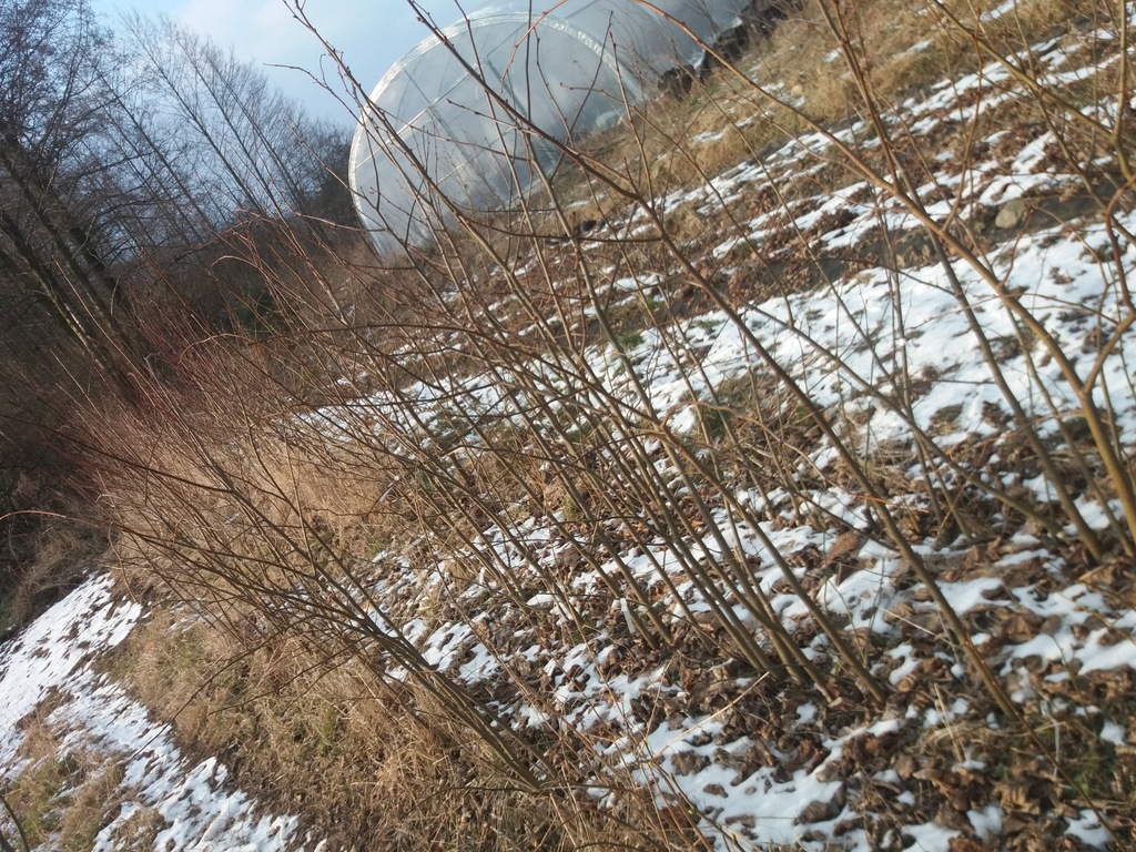 lipa szerokolistna / lipa drobnolistna  sadzonki