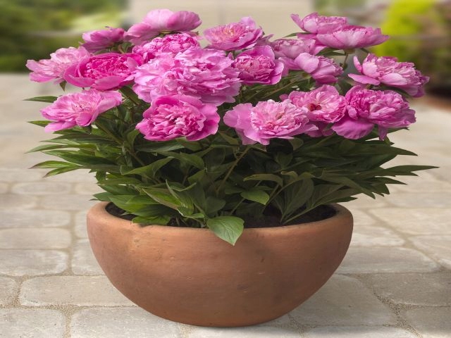 PIWONIA DONICZKOWA NISKA PATIO ROME 1 szt *B
