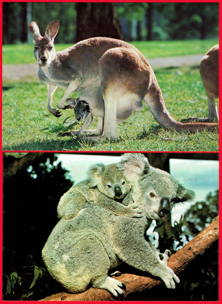 2 x Australia - Kangury - Koala