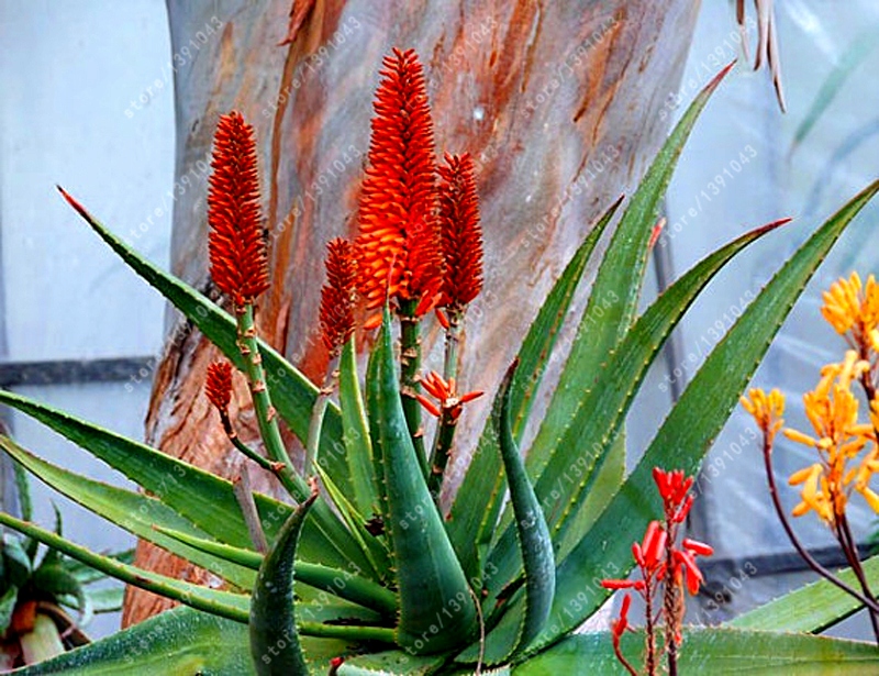 20 x NASIONA ALOE VERA KAKTUS