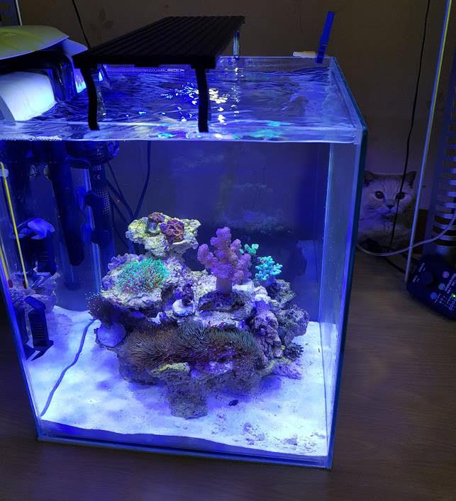 Аквариум Reef Duo led