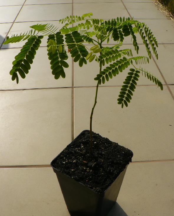 PŁOMIEŃ AFRYKI (delonix regia) - 1 SADZONKA ! HIT!