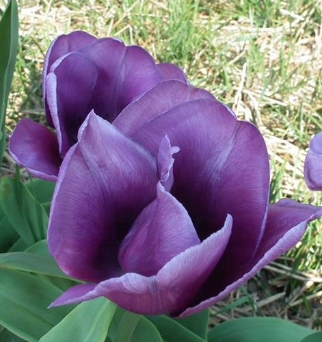 TULIPANY NIEBIESKIE PAPUZIE PÓŹNE CEBULKI 10x