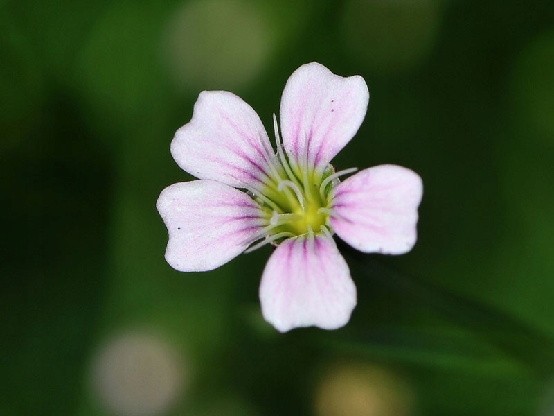 goździcznik skalnicowy - petrorhagia saxifraga