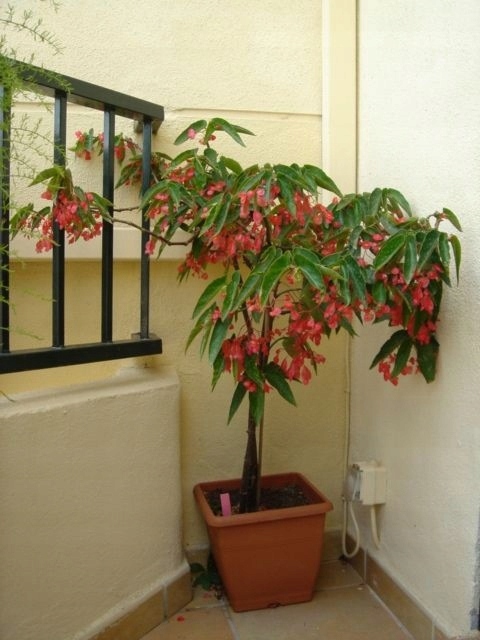 Begonia Tamaya - sadzonki