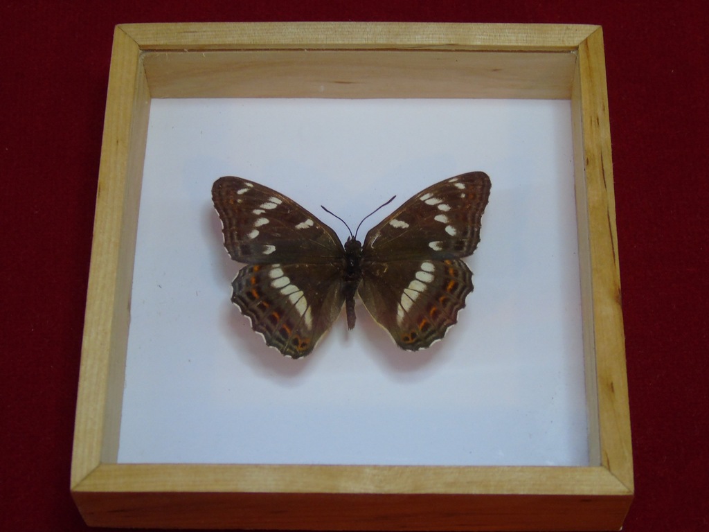 Motyl w ramce - Limentis populi . 70 mm . 12x12 cm