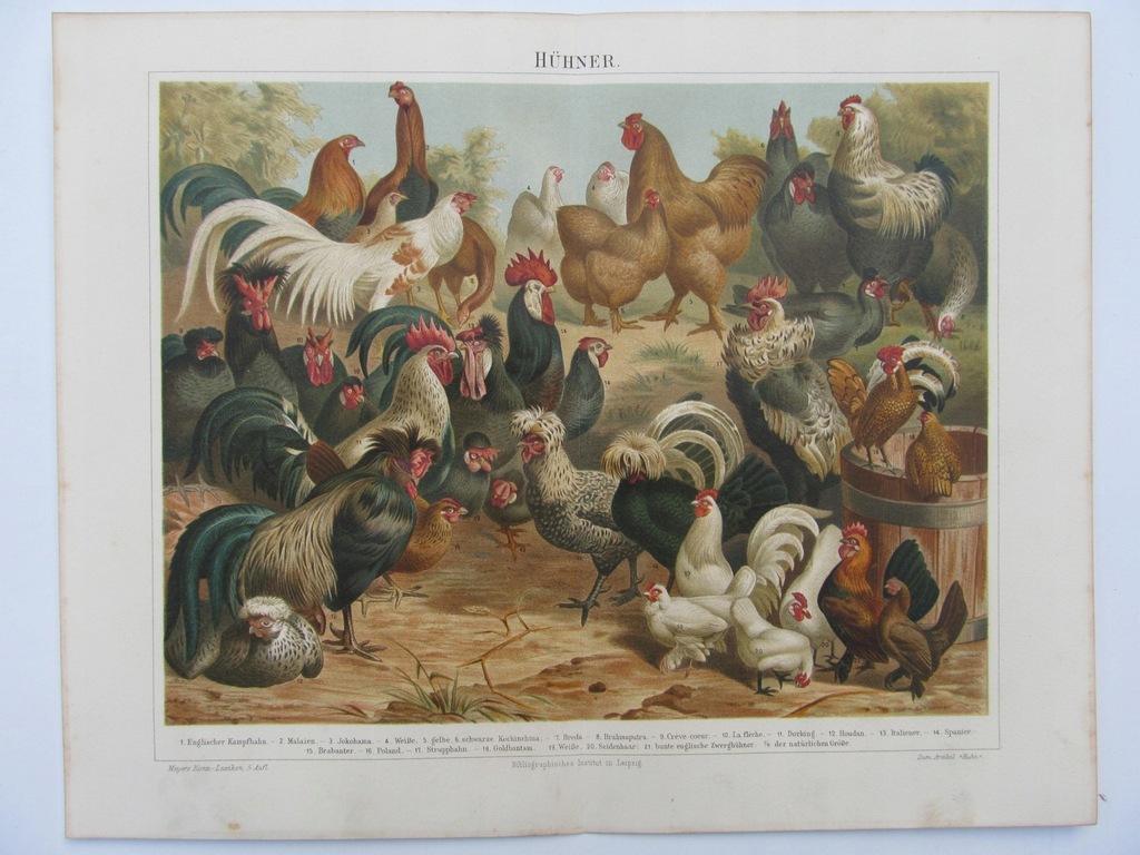 PTAKI KURY KOGUTY barwna litografia 1896 r.