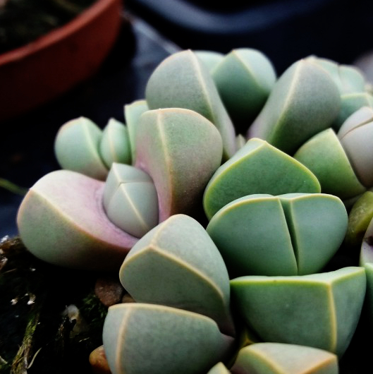 Lapidaria margaretae -żywe kamienie