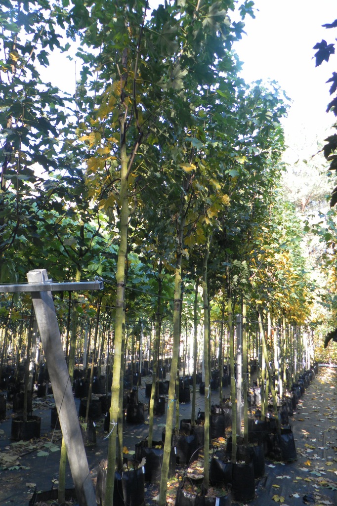 KLON JAWOR 'ROTTERDAM' (ACER PSEUDOPLATANUS)