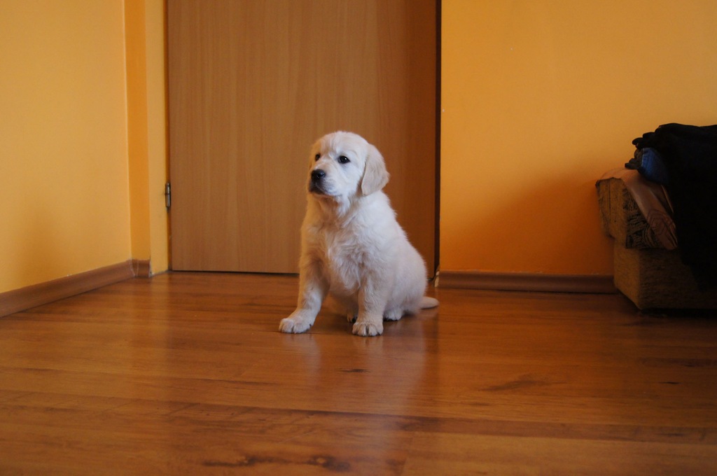 Golden Retriever szczeniaki FCI po Chempionie 