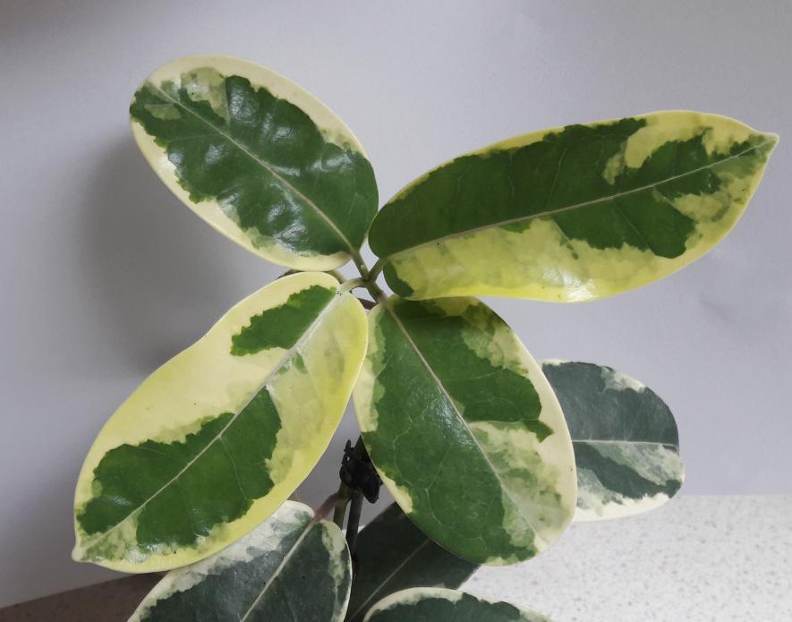 stefanotis variegata