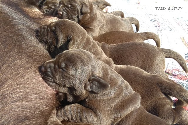 Labrador retriever - czekoladowe szczenięta